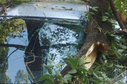 misiune in dinamica arbore cazut peste un autoturism pe strada inculet municipiul iasi 6887d9d87ff0e