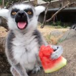 misterul lemurului cum a ajuns un tanar din pascani sa fie muscat de un animal exotic la suceava si apoi sa fie tratat la iasi 688422c9dae23