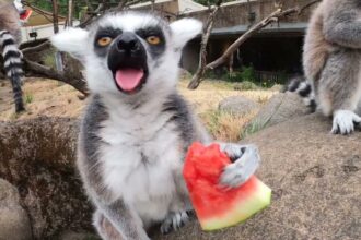 misterul lemurului cum a ajuns un tanar din pascani sa fie muscat de un animal exotic la suceava si apoi sa fie tratat la iasi 688422c9dae23