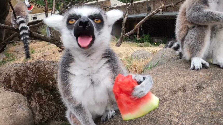 misterul lemurului cum a ajuns un tanar din pascani sa fie muscat de un animal exotic la suceava si apoi sa fie tratat la iasi 688422c9dae23