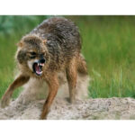 o femeie din costuleni atacata brutal de un sacal 6880ac1ed0c87