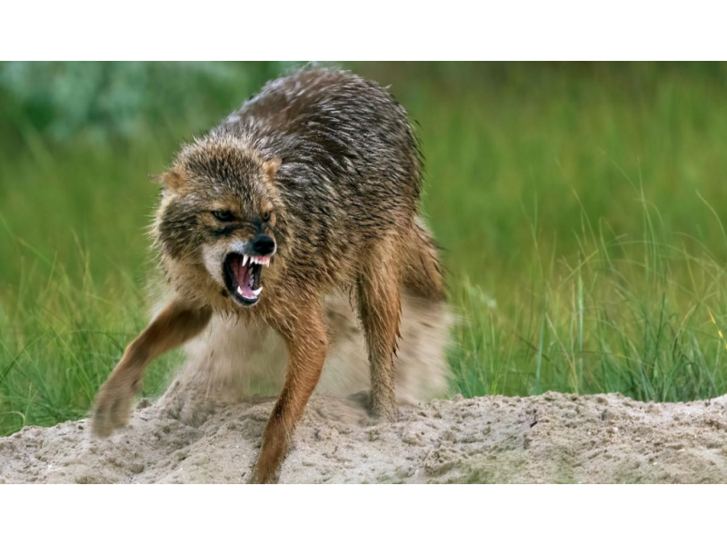 o femeie din costuleni atacata brutal de un sacal 6880ac1ed0c87