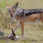 o femeie din iasi a ajuns la spital dupa ce a fost muscata de un sacal turbat in propria gradina 6880a75ed0cc2 2