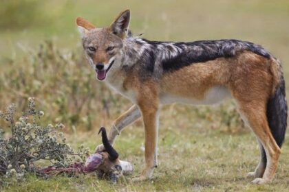 o femeie din iasi a ajuns la spital dupa ce a fost muscata de un sacal turbat in propria gradina 6880a75ed0cc2 2