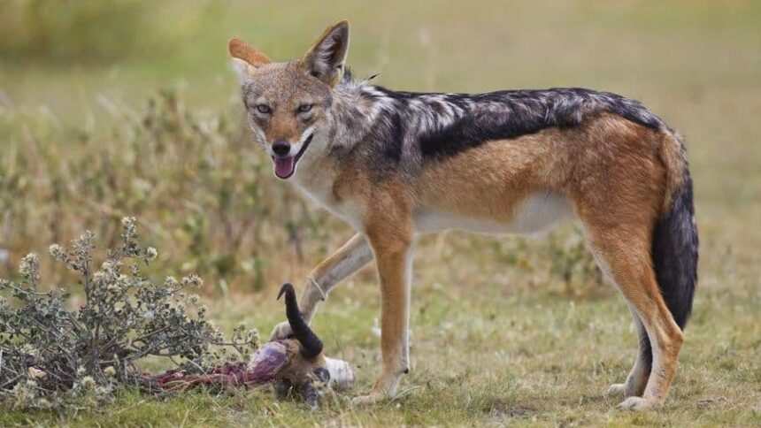 o femeie din iasi a ajuns la spital dupa ce a fost muscata de un sacal turbat in propria gradina 6880a75ed0cc2 2