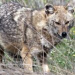 o femeie din satul cozia a fost atacata de un sacal in propria gradina aceasta a fost confirmata cu rabie 6880a72832143 2