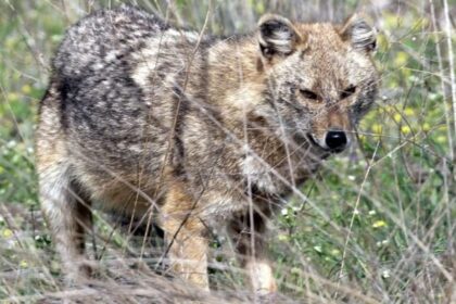o femeie din satul cozia a fost atacata de un sacal in propria gradina aceasta a fost confirmata cu rabie 6880a72832143 2