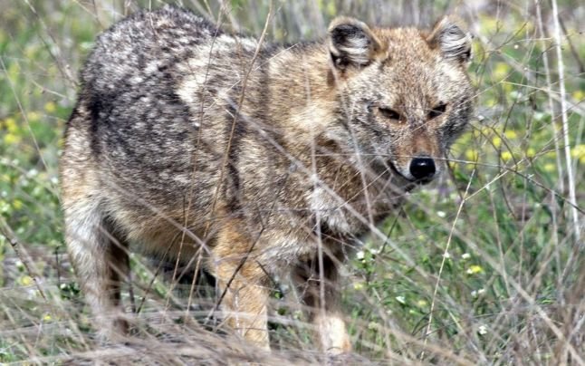o femeie din satul cozia a fost atacata de un sacal in propria gradina aceasta a fost confirmata cu rabie 6880a72832143 2