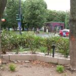 o minte bolnava copaci gauriti si uscati intentionat in arad administratia locala va depune plangere la politie 686f623c9f9bf