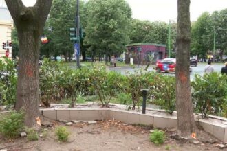 o minte bolnava copaci gauriti si uscati intentionat in arad administratia locala va depune plangere la politie 686f623c9f9bf