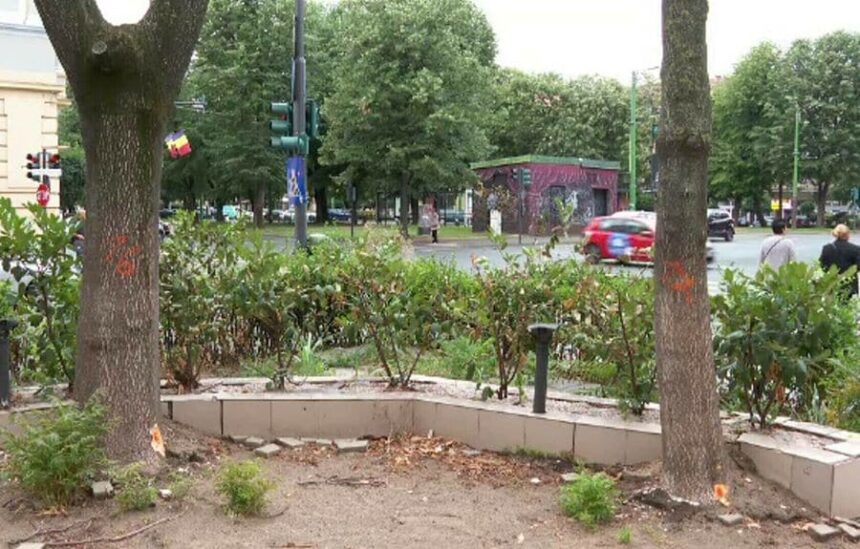 o minte bolnava copaci gauriti si uscati intentionat in arad administratia locala va depune plangere la politie 686f623c9f9bf