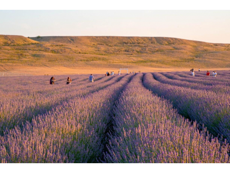 o zi in campul de lavanda unde fug iesenii cand vor liniste adevarata 6869115555916