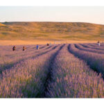 o zi in campul de lavanda unde fug iesenii cand vor liniste adevarata 6884a0a587e13