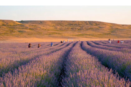 o zi in campul de lavanda unde fug iesenii cand vor liniste adevarata 6884a0a587e13