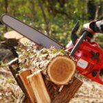 primarie amendata pentru ca nu a cerut voie sa taie copacii de pe marginea strazii 6876fcaf03349