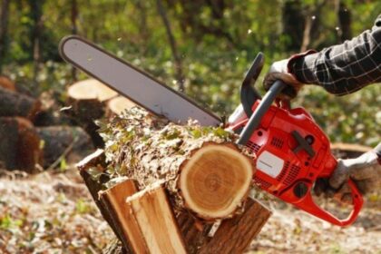 primarie amendata pentru ca nu a cerut voie sa taie copacii de pe marginea strazii 6876fcaf03349