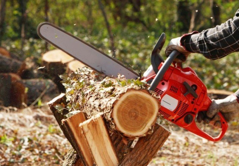 primarie amendata pentru ca nu a cerut voie sa taie copacii de pe marginea strazii 6876fcaf03349