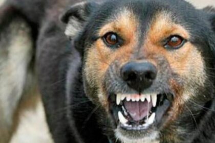 primul deces cauzat de rabie in ultimii 13 ani la spitalul de boli infectioase sf parascheva din iasi 6878d420f06db