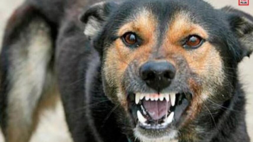 primul deces cauzat de rabie in ultimii 13 ani la spitalul de boli infectioase sf parascheva din iasi 6878d420f06db