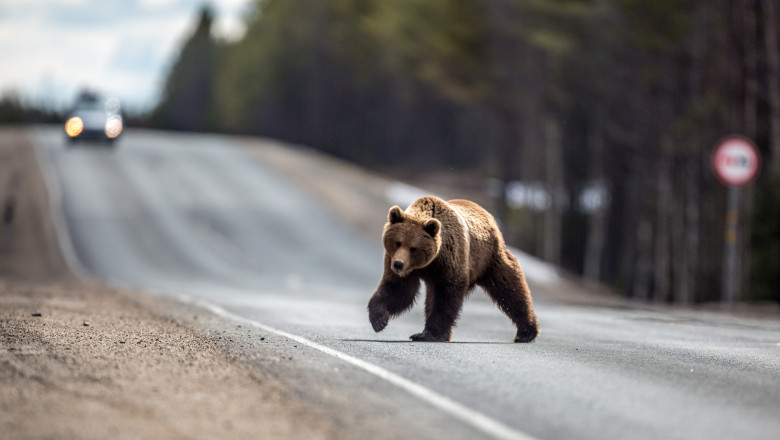 primul oras din romania care a montat gard electric impotriva ursilor urmeaza sa instalam inca 5 200 de metri 68778bd94657a