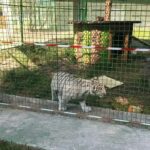 primul pui de ligru din romania nu mai poate fi vizitat gradina zoo improvizata a fost inchisa video 6871ccb39ac02