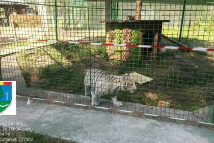 primul pui de ligru din romania nu mai poate fi vizitat gradina zoo improvizata a fost inchisa video 6871ccb39ac02