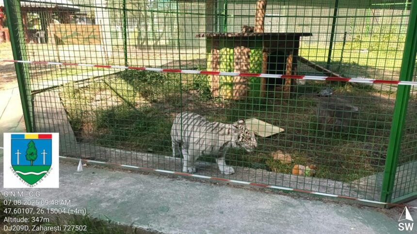 primul pui de ligru din romania nu mai poate fi vizitat gradina zoo improvizata a fost inchisa video 6871ccb39ac02
