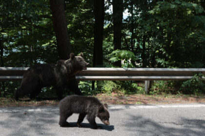 puii ursoaicei impuscate pe transfagarasan nu au fost gasiti sanctuarul din zarnesti spune ca nu i a preluat 686d80a3c322a