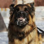 rabia o problema reala in judetul iasi focare multiple confirmate la animale salbatice si domestice 68785577df3e0