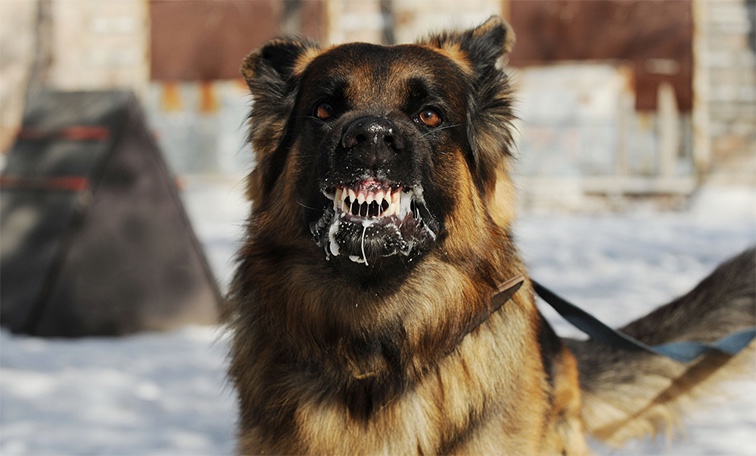 rabia o problema reala in judetul iasi focare multiple confirmate la animale salbatice si domestice 68785577df3e0