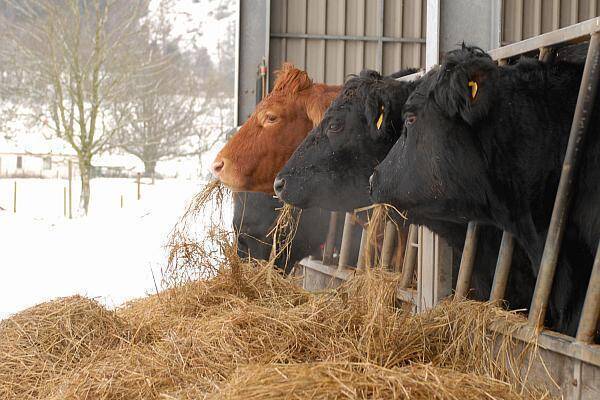record autostrada a7 i a bagat 12 milioane de euro in buzunar unui crescator de vaci 68848de82c401
