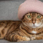 romania pe primul loc in ue la detinerea de pisici 48 dintre gospodarii au cel putin una ce tari prefera cainii 68811351793ba