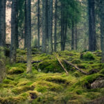 romsilva tribunalul mures a desfiintat decizia prin care se retrocedau 43 227 hectare de paduri in bacau 688780d579a2d