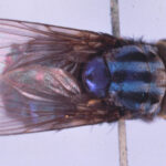 statele unite au un plan de a creste milioane de muste si de a le arunca din avioane iata de ce 68708e5fa4fbb