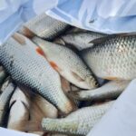 teapa cu peste i a vandut crap de dunare stricat in valoare de 1 000 ron dar i a furat si 1 000 de euro din casa 688b29cac260e