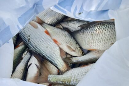 teapa cu peste i a vandut crap de dunare stricat in valoare de 1 000 ron dar i a furat si 1 000 de euro din casa 688b29cac260e