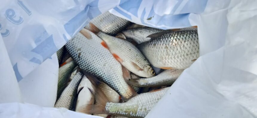 teapa cu peste i a vandut crap de dunare stricat in valoare de 1 000 ron dar i a furat si 1 000 de euro din casa 688b29cac260e