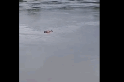 trupul unui moldovean inecat la edinet a fost purtat de curenti pana in judetul iasi 6889cc31b7d36