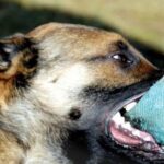 un barbat din iasi a murit de rabie dupa ce a fost muscat de un caine fara stapan este primul caz fatal in 13 ani in romania 6877b7e9d84bd