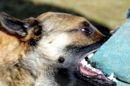 un barbat din iasi a murit de rabie dupa ce a fost muscat de un caine fara stapan este primul caz fatal in 13 ani in romania 6877b7e9d84bd