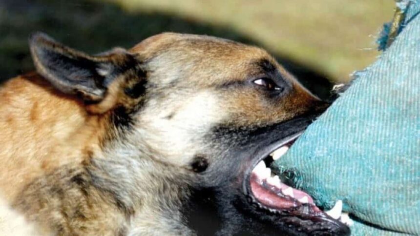 un barbat din iasi a murit de rabie dupa ce a fost muscat de un caine fara stapan este primul caz fatal in 13 ani in romania 6877b7e9d84bd