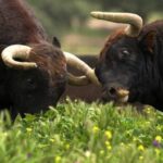 un barbat si a pierdut vederea la un ochi dupa ce a fost lovit cu cornul de o bovina 686c0ee428d1b