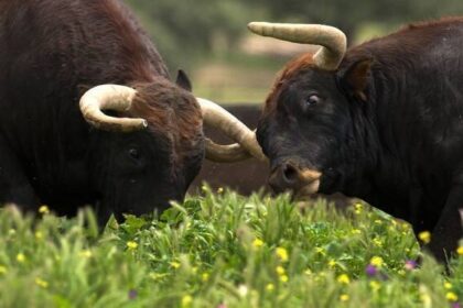 un barbat si a pierdut vederea la un ochi dupa ce a fost lovit cu cornul de o bovina 686c0ee428d1b