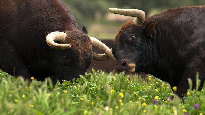un barbat si a pierdut vederea la un ochi dupa ce a fost lovit cu cornul de o bovina 686c0ee428d1b
