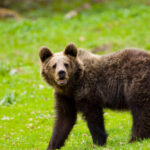 un cioban a fost atacat si ranit de un urs pe munte 686b5b72d980c