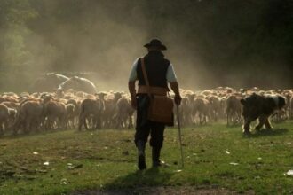 un cioban din braila a fost mai corect decat vicepremierul anastasiu le a dat 800 de lei unor inspectori antifrauda si apoi i a denuntat 68872e8804120