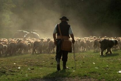 un cioban din braila a fost mai corect decat vicepremierul anastasiu le a dat 800 de lei unor inspectori antifrauda si apoi i a denuntat 68872e8804120