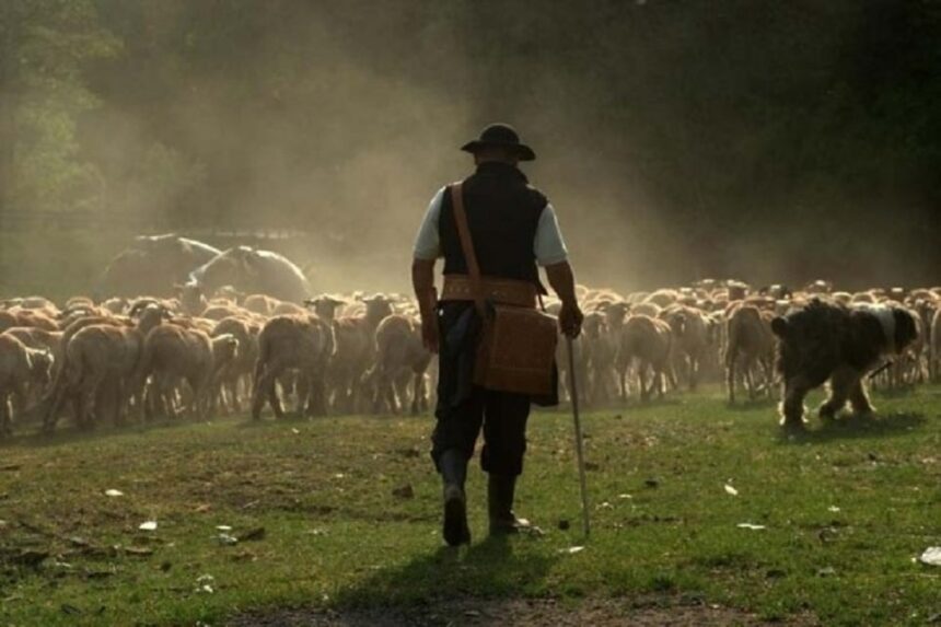 un cioban din braila a fost mai corect decat vicepremierul anastasiu le a dat 800 de lei unor inspectori antifrauda si apoi i a denuntat 68872e8804120