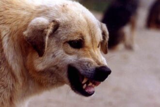 un copil de 3 ani a ajuns la spitalul din tecuci cu rani severe dupa ce a fost muscat de un caine fara stapan 687a02de5cb95