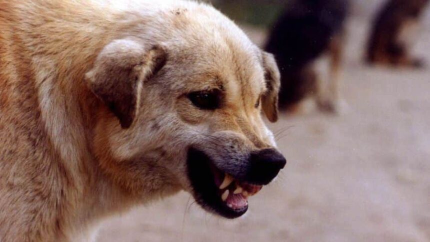 un copil de 3 ani a ajuns la spitalul din tecuci cu rani severe dupa ce a fost muscat de un caine fara stapan 687a02de5cb95